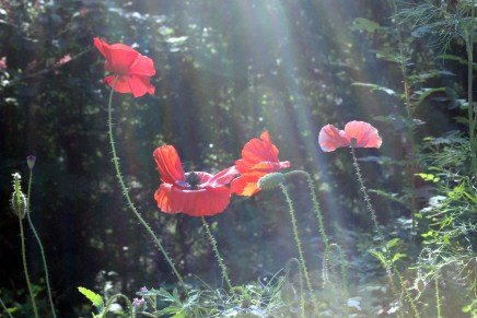 mökkipäiväkirja 2015 päättyy helteiden&nbsp;myötä