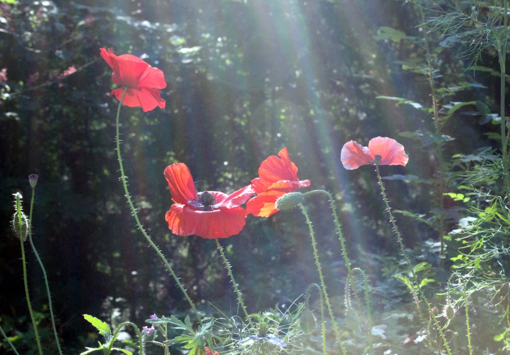LOPPUKESÄN UNIKOT PUHKESIVAT KUKKAAN