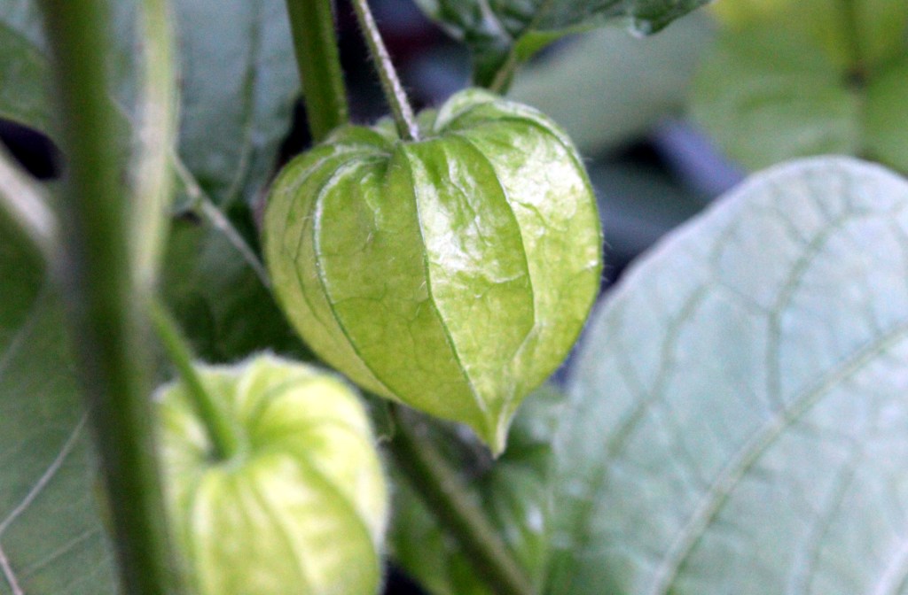 LYHTYKUKKANI TEKEE LUPAAVASTI KUKKIA, PUNAVÄRI PUUTTUU VIELÄ