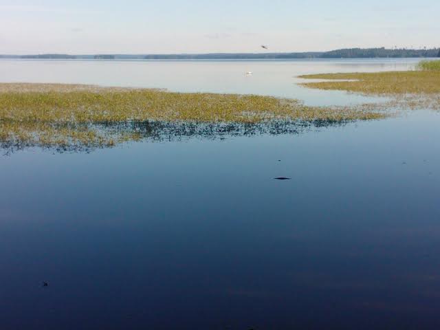 VALKOINEN PILKKU ON JOUTSEN