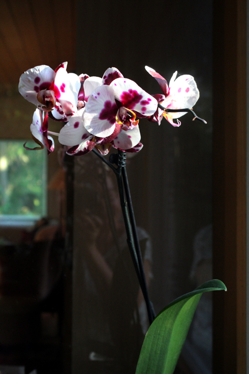 KEVÄÄLLÄ VIIDELLÄ EUROLLA OSTAMANI ORKIDEA KUKKII EDELLEEN