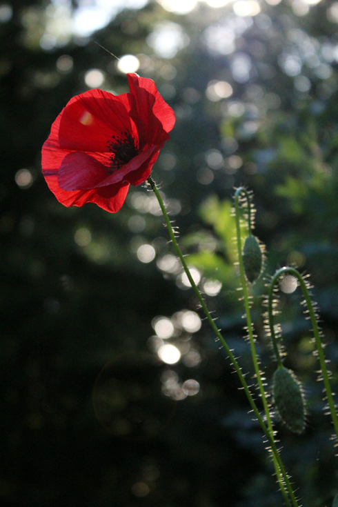 UNIKKO ILTA-AURINGOSSA