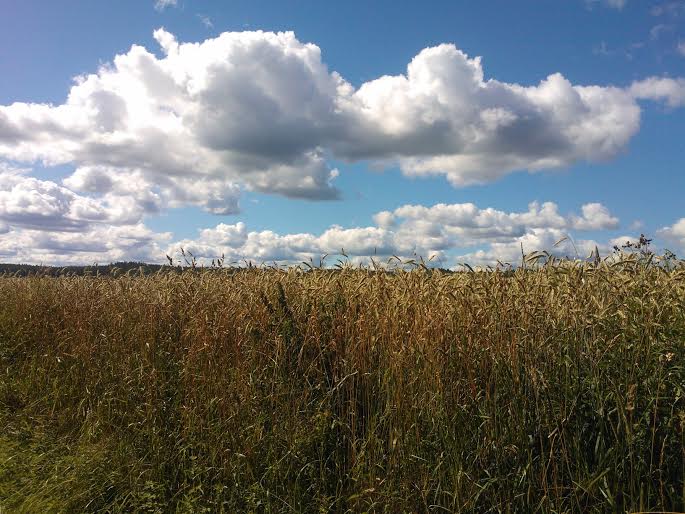 TENHOLAN PELLOILLA RUIS OLI JO LÄHES KYPSÄÄ
