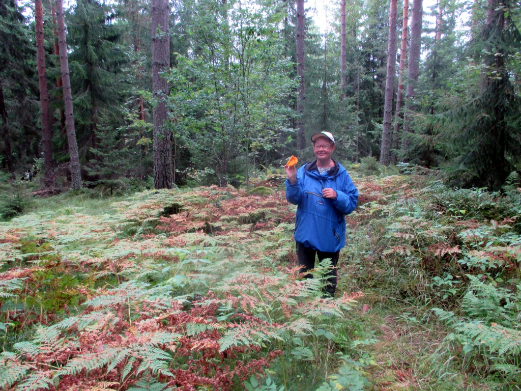 KELTAISIA KANTARELLEJA LÖYTYI, SUPPILOVAHVEROITA EI