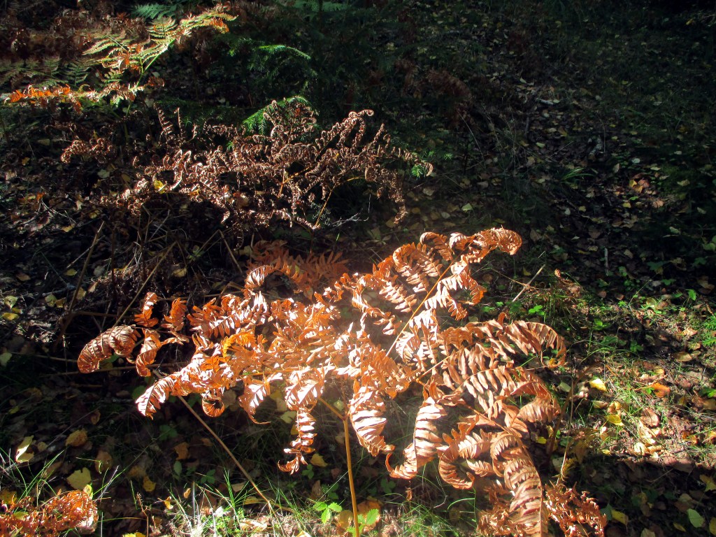 SYKSYN SANIAISET OVAT KORISTEELLISIA