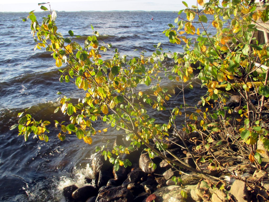 VOITTO-MYRSKYÄ ODOTELLESSA