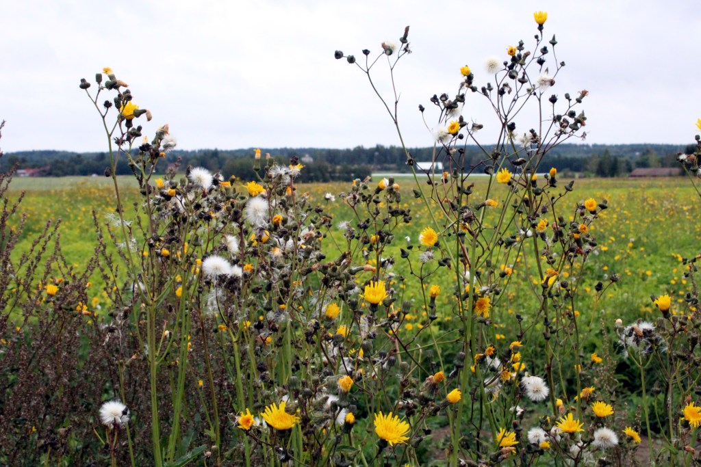 PILKAHDUS KELTAISTA OKRANVÄRISESSÄ MAISEMASSA