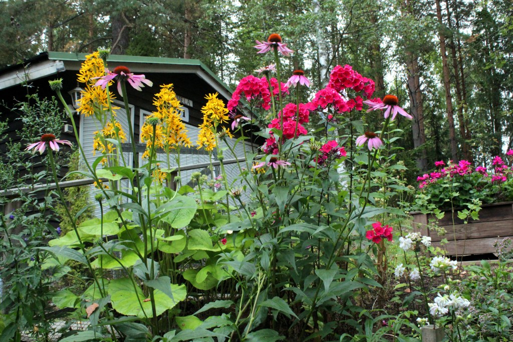 MÖKKIPIHA KUKKI SYYSVÄREISSÄ