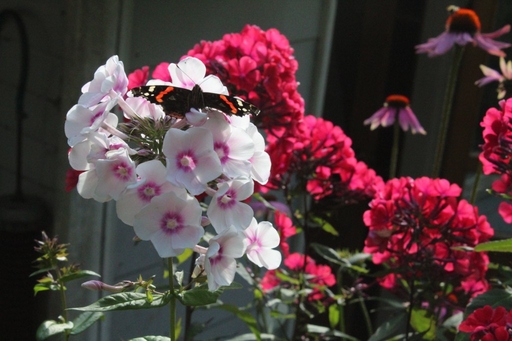 SYYSVÄREJÄ JA SYYSPERHOSIA