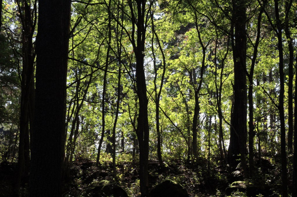 AURINGON HELEYTTÄ SYYSKUUSSA