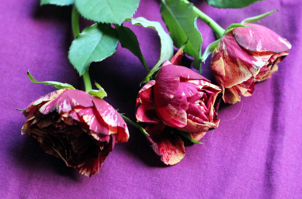 RUPSAHTUNEITA KAUNOKAISIA