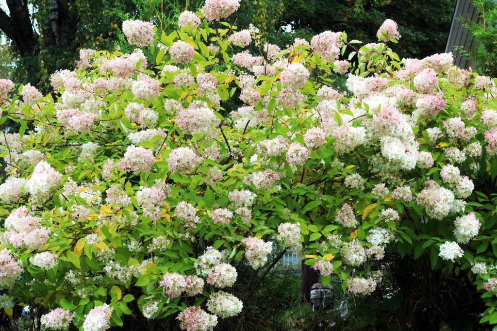 TÄLLAISISTA SYYSHORTENSIOISTA MINÄKIN HAAVEILIN JOSKUS