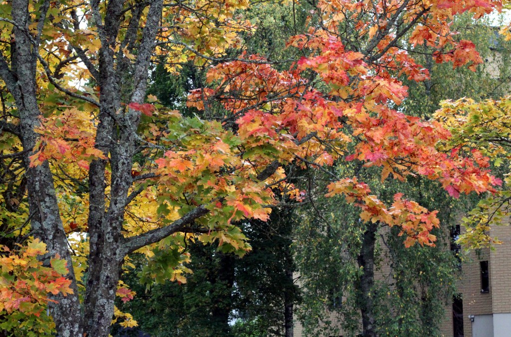 SILMÄNILOA RUUTIKELLARINMÄELLÄ
