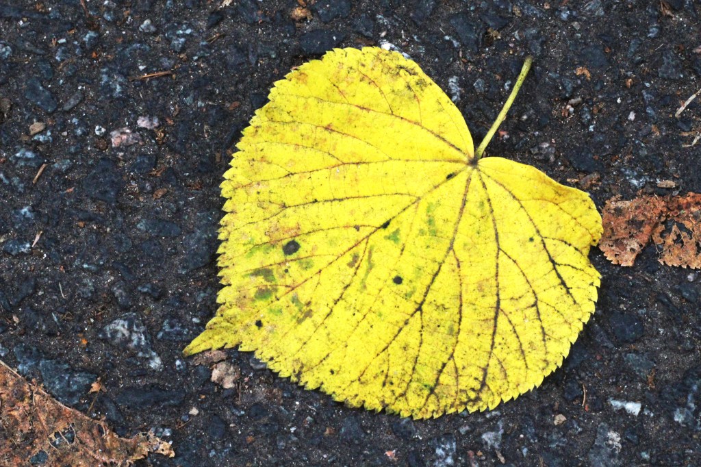 KULLANKELTAINEN ON SYKSYN VÄRI