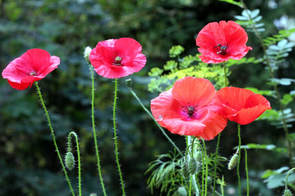UNIKOT KUKKIVAT ILOISESTI MÖKKIPIHALLA 