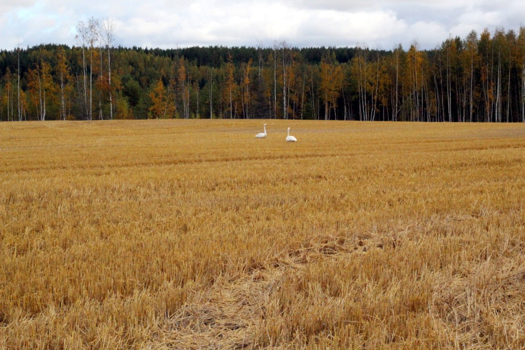 JOUTSENIA SÄNKIPELLOLLA