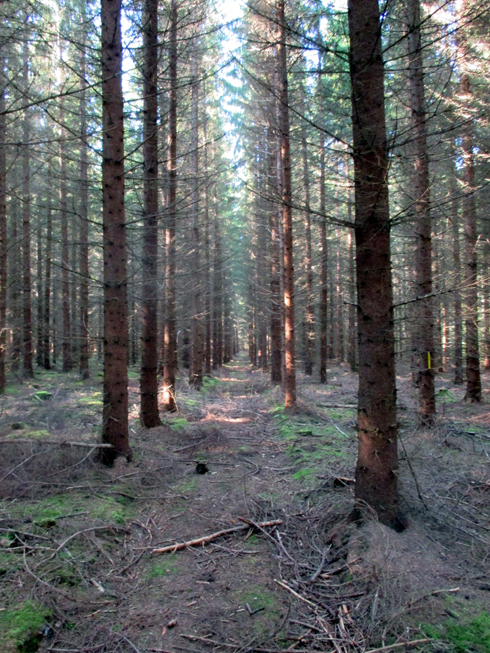 TAIKAMETSÄSTÄ LÖYTYY AINA - PAITSI NYT - LEPPÄROUSKUJA