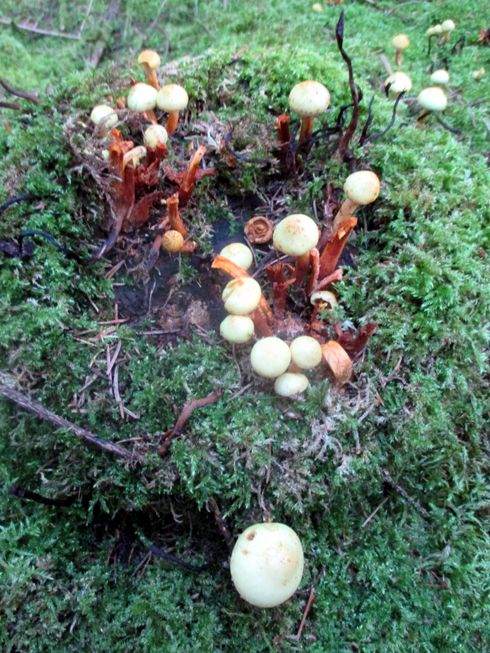 OUDOT KANTOSIENET OLIVAT AINOAT, JOITA NÄIN METSÄRETKELLÄ 