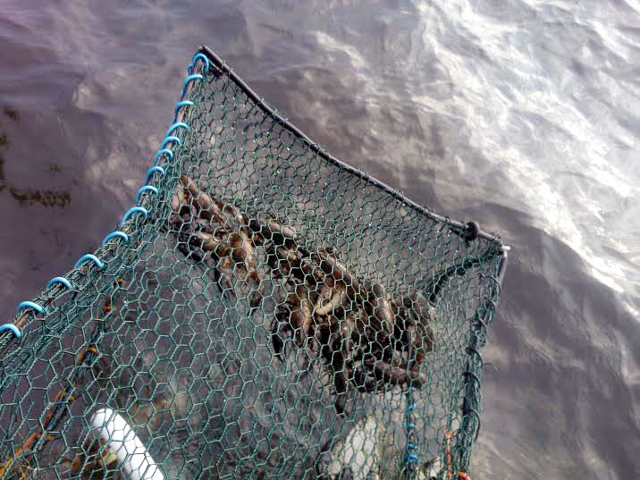 JUSSIN SUMPUSSA OLI PARIKYMMENTÄ SAKSINIEKKAA