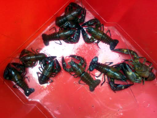 RAPUJUHLIEN OSANOTTAJIA