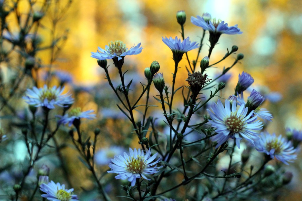 SYYSASTERIT SELVISIVÄT PAKKASYÖSTÄ