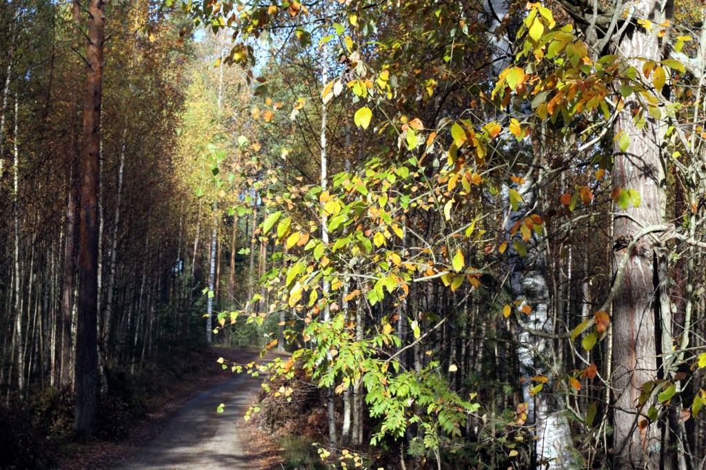 SYKSYINEN METSÄ ON LUMOAVA