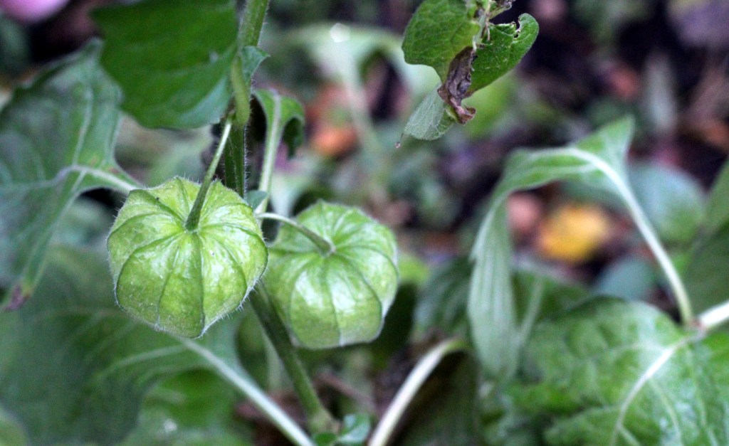 ODOTIN ORANSSINPUNAISIA LYHTYJÄ, SAIN VIHREITÄ