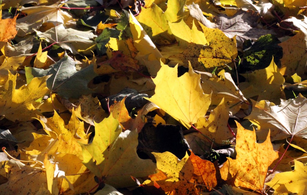 VAAHTERANLEHTIHEHKUA