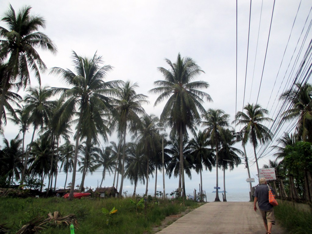 POHJOISRANNALLA KASVAA YLVÄITÄ KOOKOSPALMUJA
