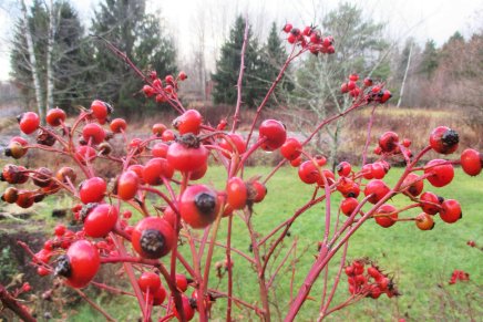 paluu helteestä marraskuun kaamokseen oli&nbsp;masentava