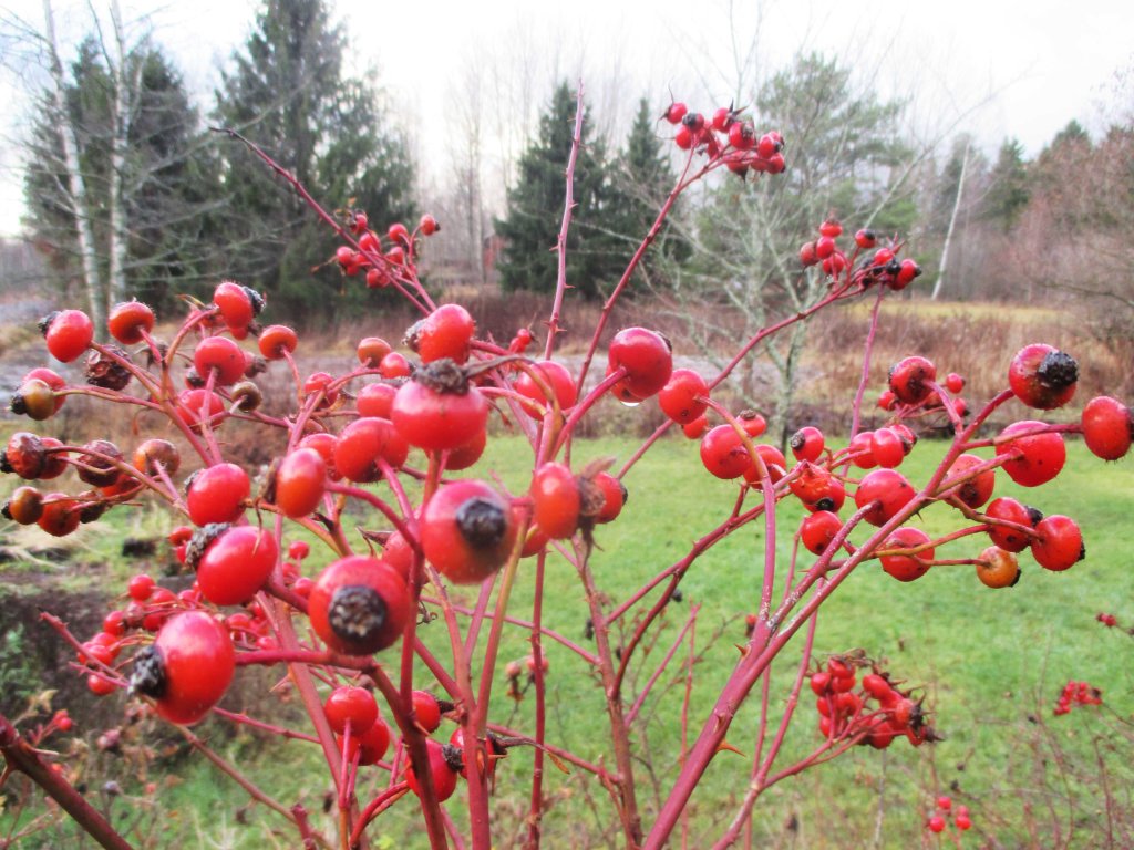 RUOHO VIHERIÖI MARRASKUUN LOPUSSA