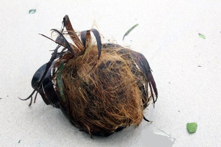 matkapäiviä koh samui-surat thani-bangkok-hanoi