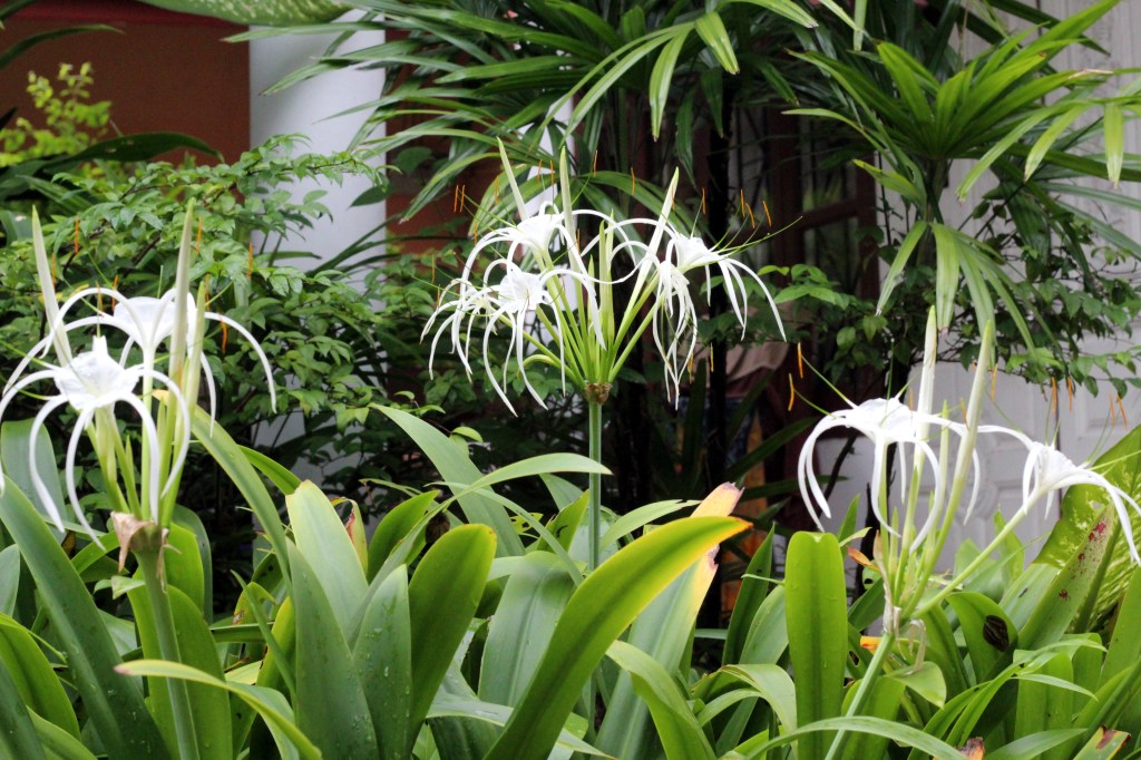 HAPSUKUKKIA BUNGALOWIMME EDUSTALLA