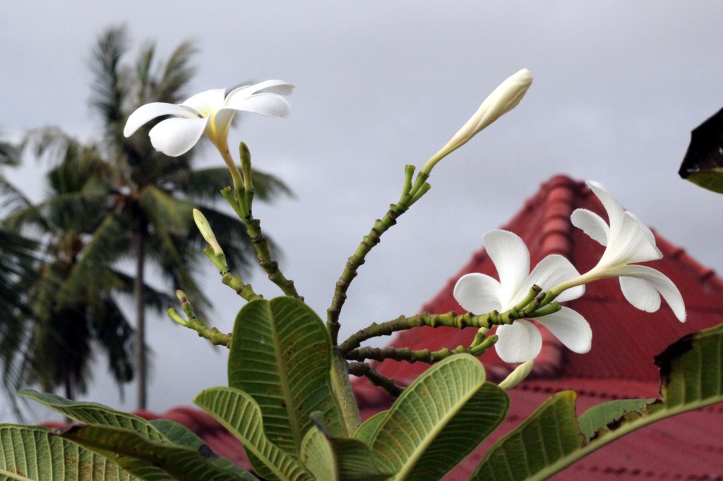 YLVÄITÄ FRANGIPANEJA