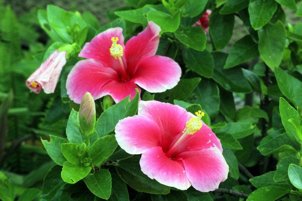 HELEITÄ KIINANRUUSUJA