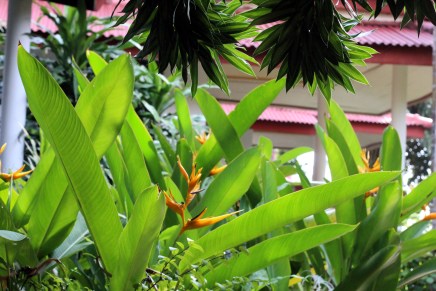 thaikukkia aamuvalossa