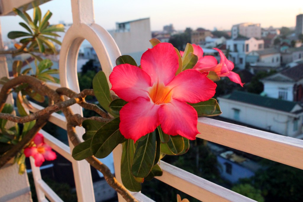 IKIOMA AAVIKKORUUSU VIIDENNEN KJERROKSEN PARVEKKEELLAMME