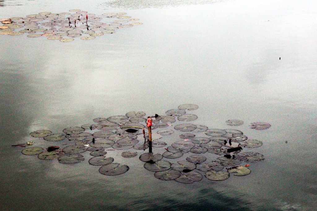 LOTUKSIA KUIN KIINALAISESSA TUSSIMAALAUKSESSA