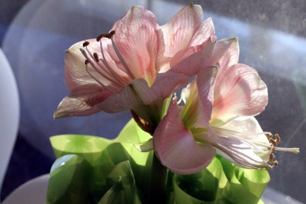 auringonpilkahduksia, kirppari-iloa ja kauneimpia&nbsp;joululauluja