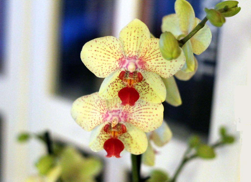 JOULUORKIDEA TUO YLELLISEN TUULAHDUKSEN