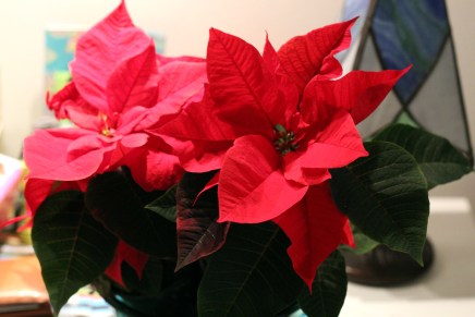 vuosi 2016 on&nbsp;alkamassa