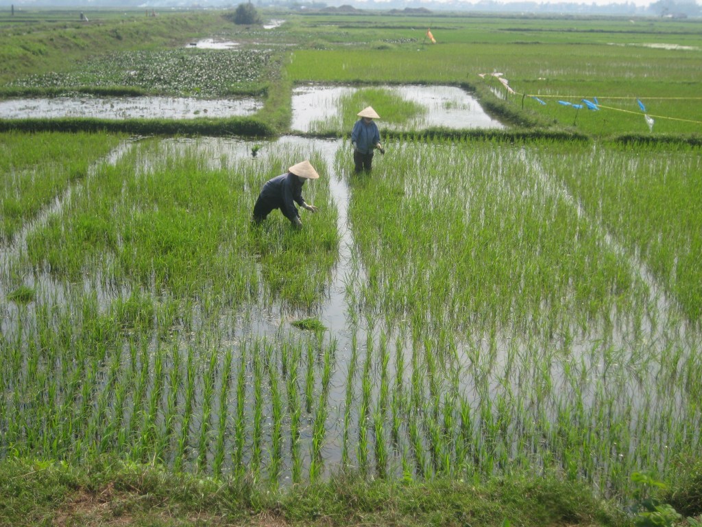 ASUMME AIVAN RIISIPELTOJEN TUNTUMASSA