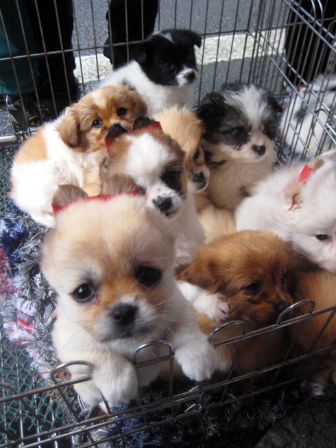 KOIRANPENTUJA MYYTÄVÄNÄ - MUSTAVALKOINEN PENTU OLI ILMISELVÄSTI PEKKU-KOIRAMME REINKARNAATIO