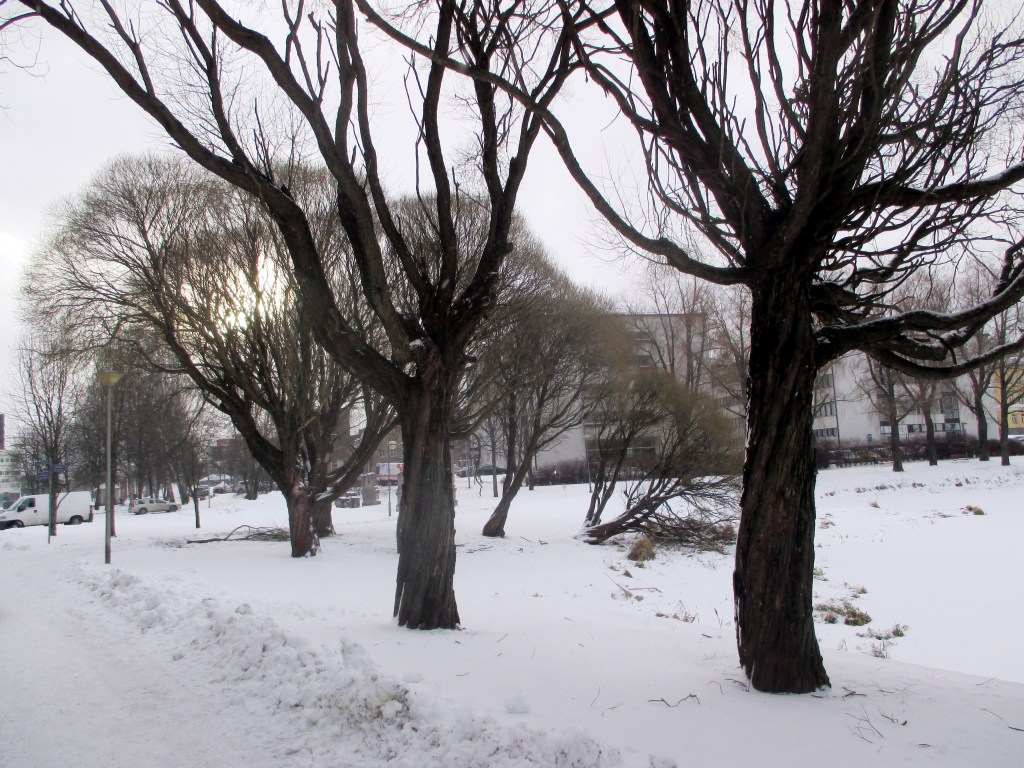 AURINGONKAJO MUSTAVALKOISESSA MAISEMASSA