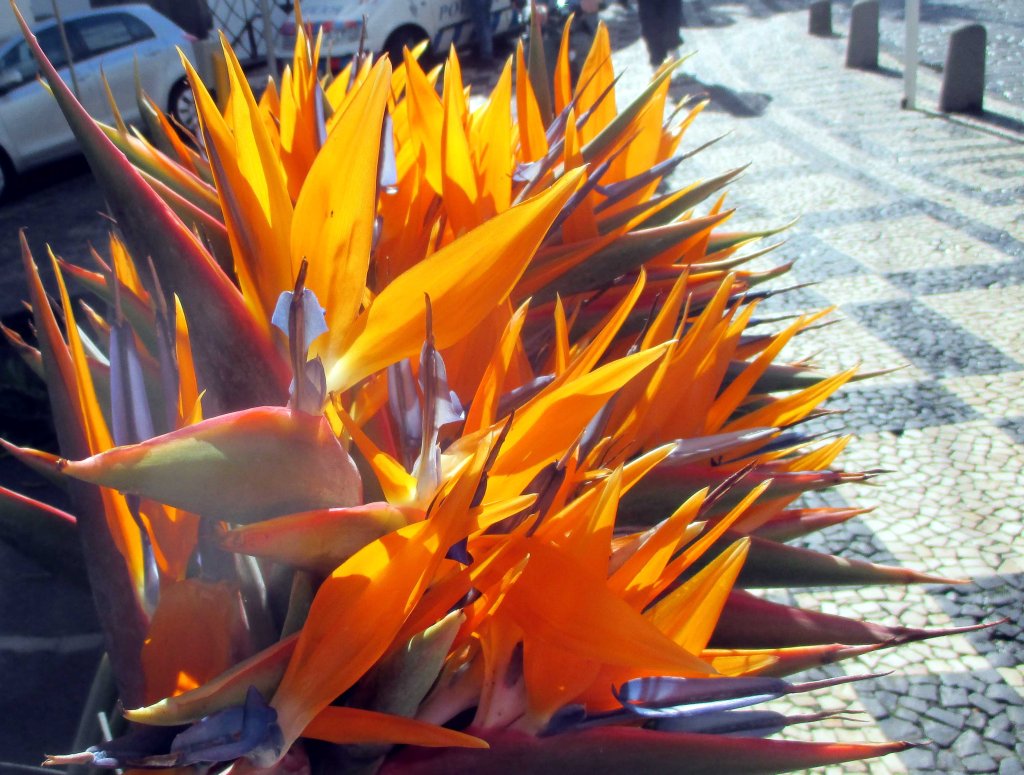 HARVINAINEN AURINGONPILKAHDUS SAI KOLIBRIKUKAT HEHKUMAAN