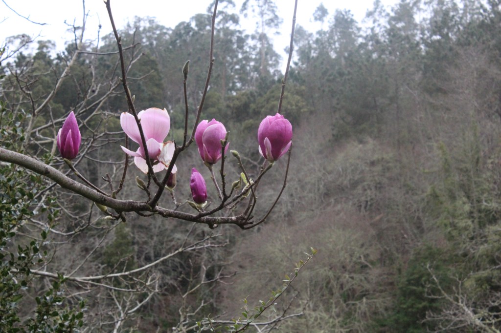 MAGNOLIANKUKKIA