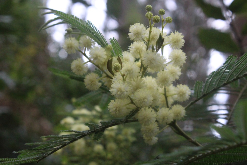 SULOTUOKSUINEN MIMOSA