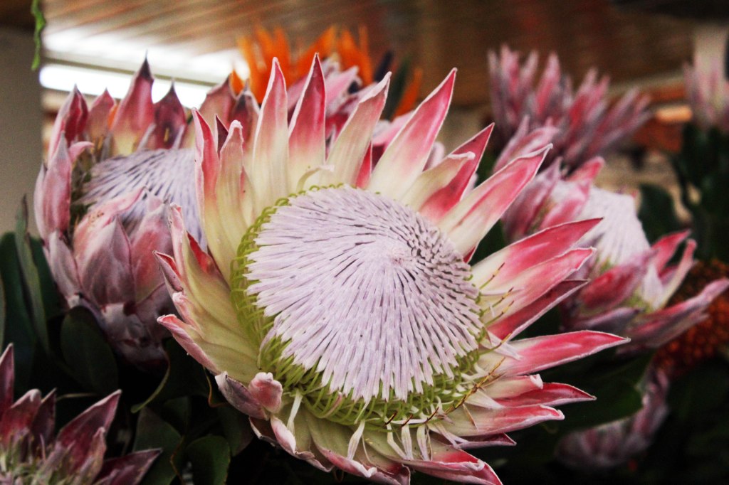 HEHKUVIA PROTEA-KUKKIA