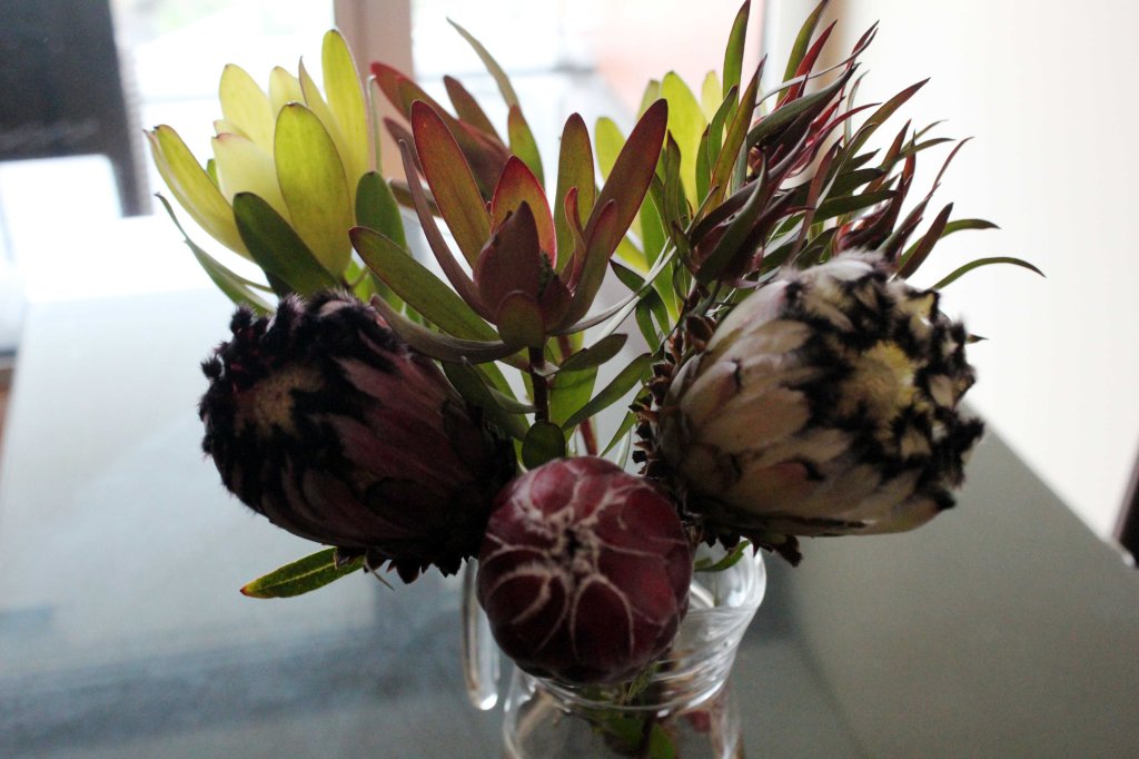 PROTEAKIMPPU ILAHDUTTAA HOTELLIHUONEESSAMME