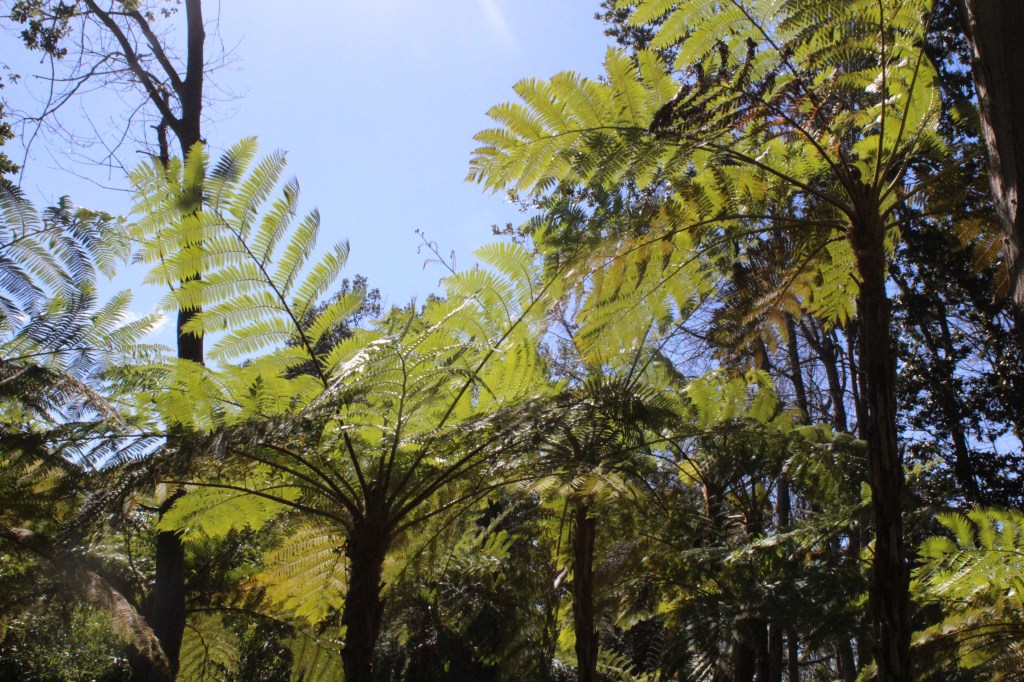 MONTEN PALATSIN TROOPPINEN PUUTARHA OLI LAAJA JA REHEVÄ